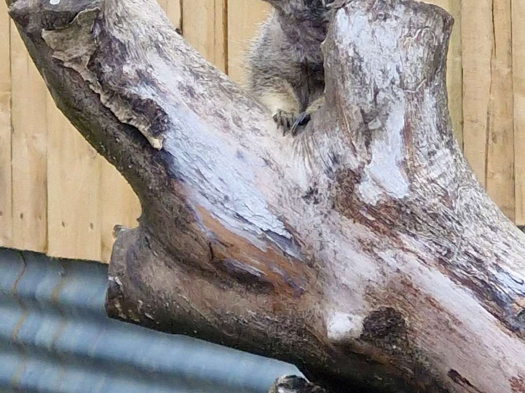 Secret Valley Wildlife Park-韦克斯福德必去景点