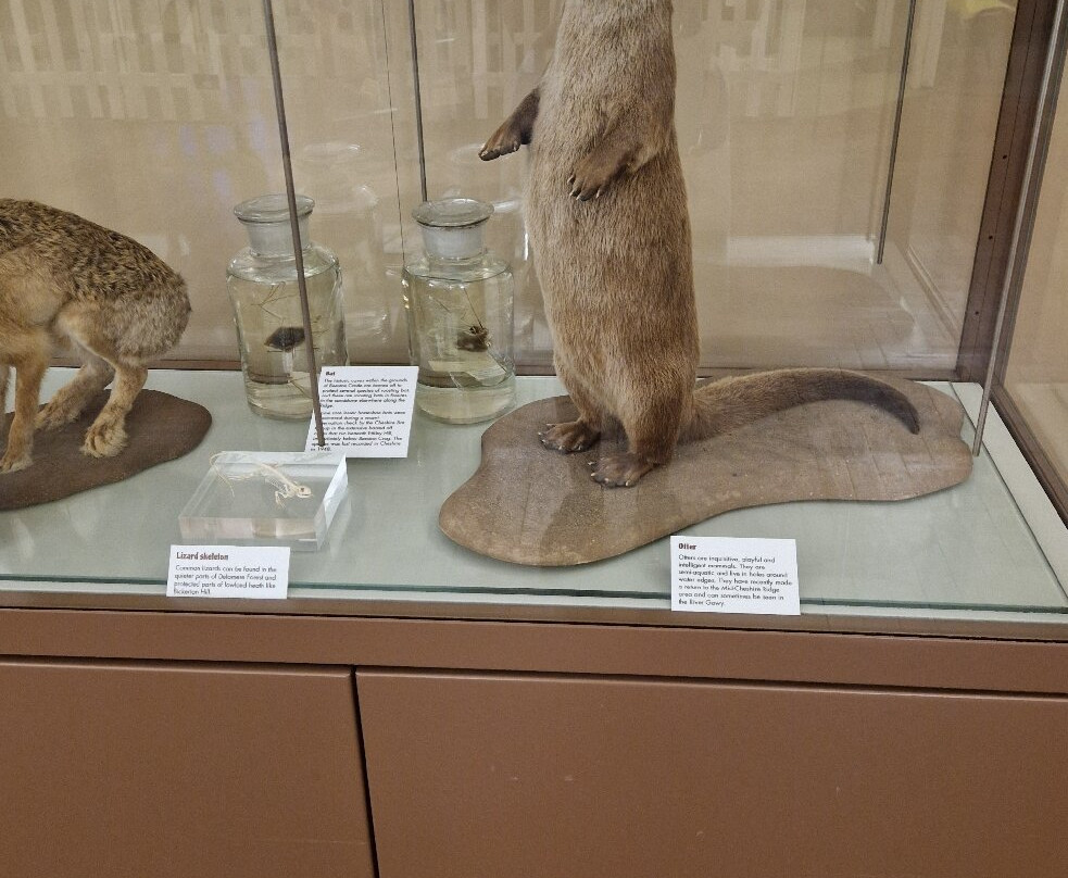 Grosvenor Museum-切斯特必去景点