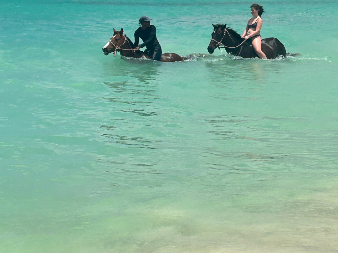Sandy Turf Stables Barbados-Frere Pilgrim必去景点