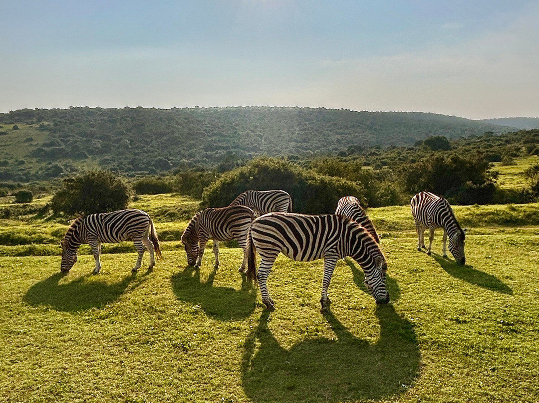 Schotia Safaris Private Game Reserve-伊丽莎白港必去景点