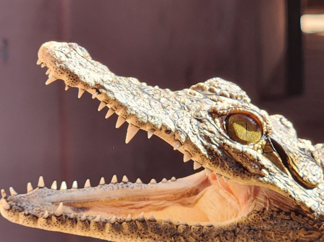 Chobe Crocodile Farm-卡萨尼必去景点