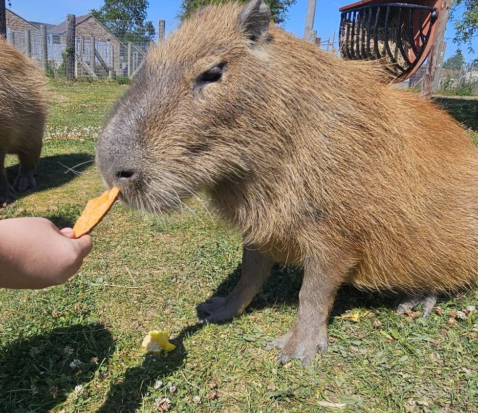 Wolds Wildlife Park-Horncastle必去景点