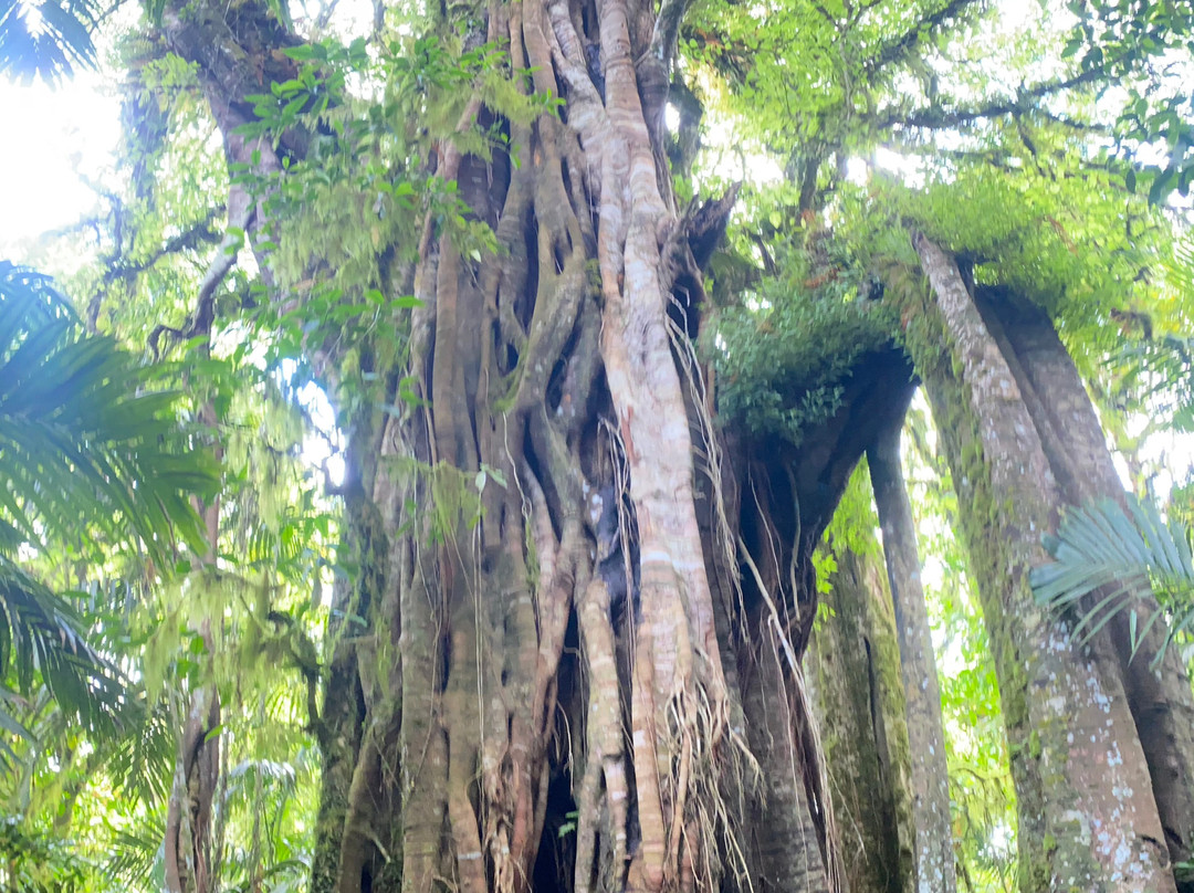 Tamblingan Jungle Trek And Lake Canoe Expedition-Buleleng必去景点