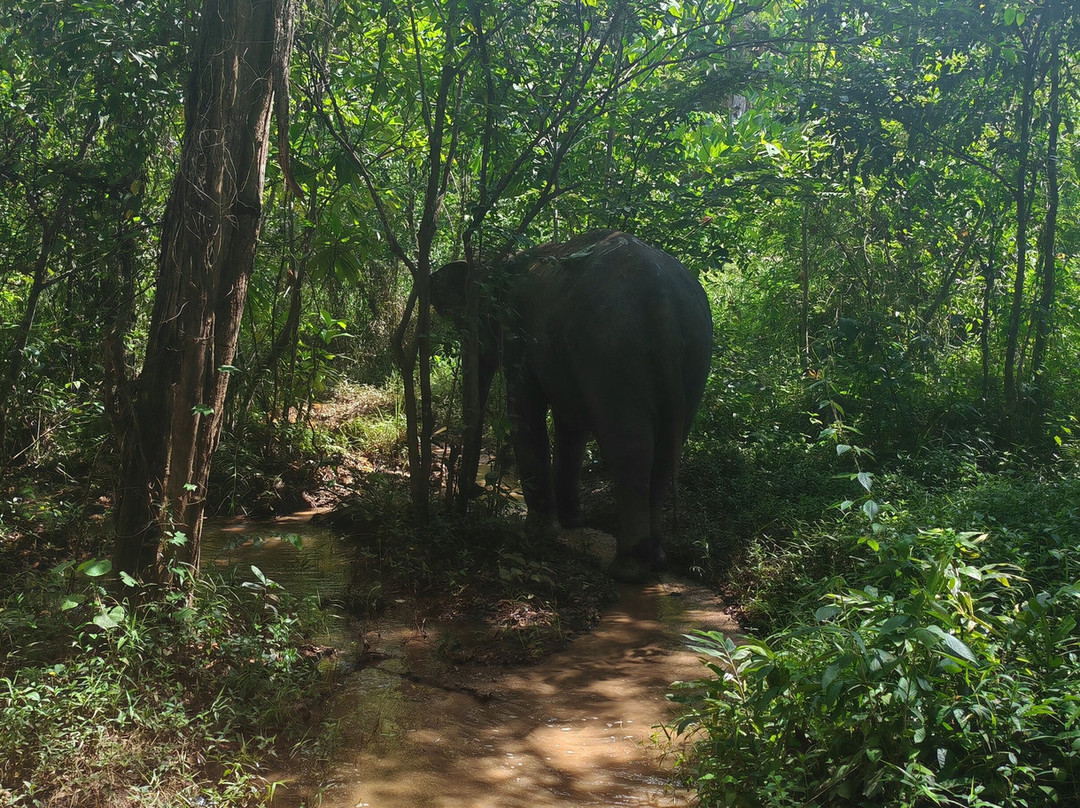 The Lake Phuket Elephant Home-Thep Krasatti必去景点