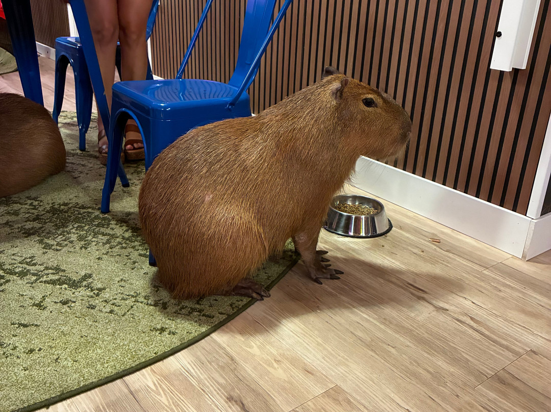 Wild Encounters - A Capybara Cafe-巴拿马城海滩必去景点
