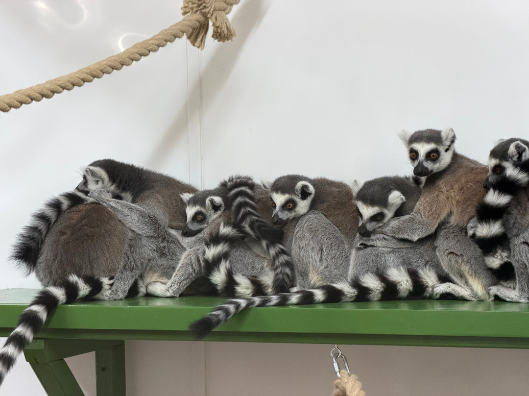 Welsh Mountain Zoo-科尔温湾必去景点