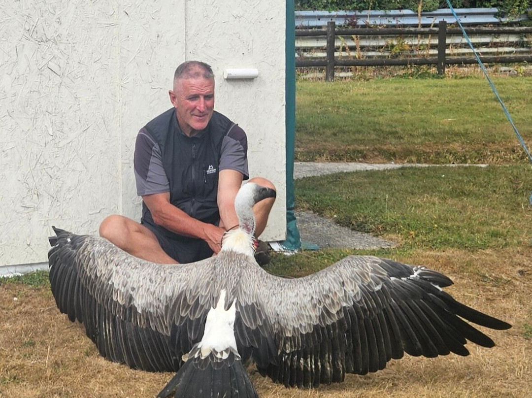 Falconry Experience Wales-Newtown必去景点