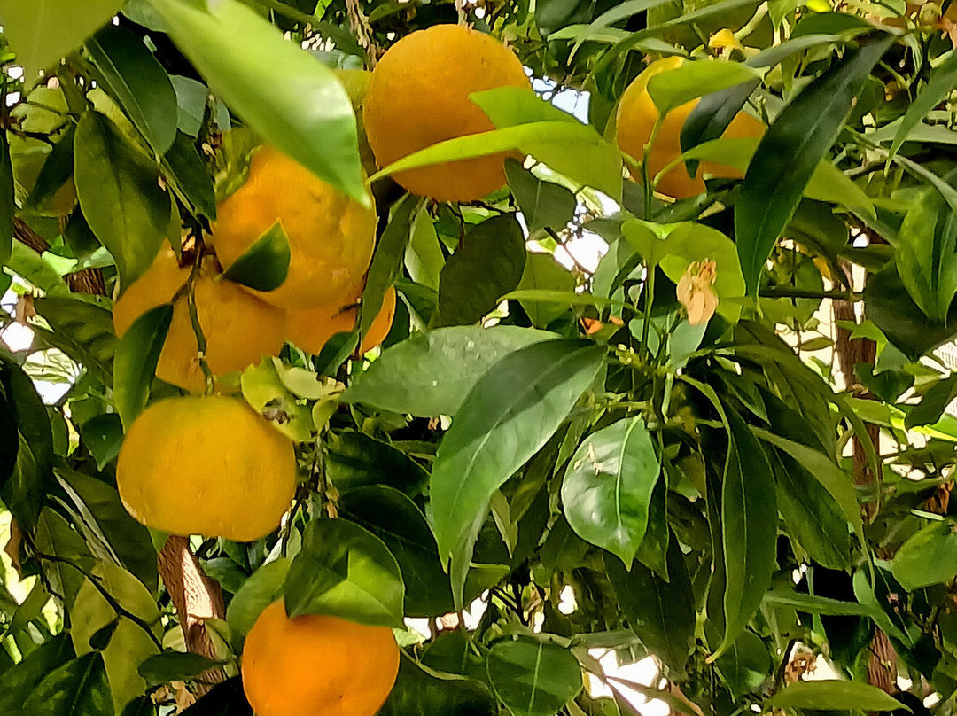 Waterperry Gardens-Wheatley必去景点