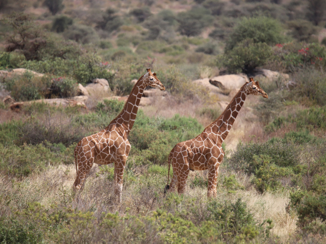 Samburu National Reserve-内罗毕必去景点