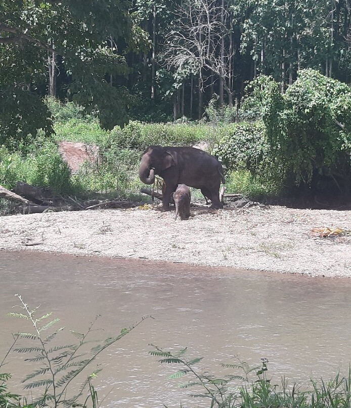 Kerchor Elephant Eco Park-清迈必去景点