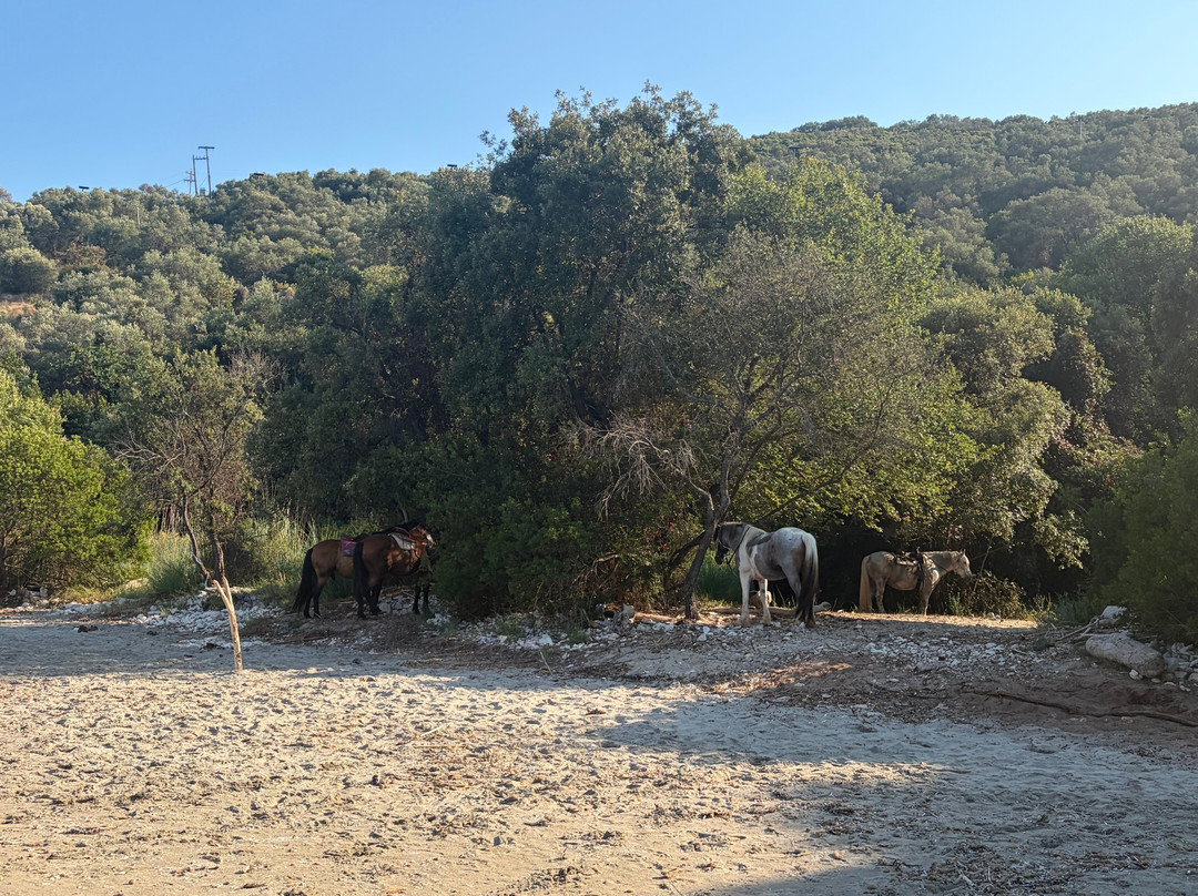 North Corfu Horses-Peritheia必去景点
