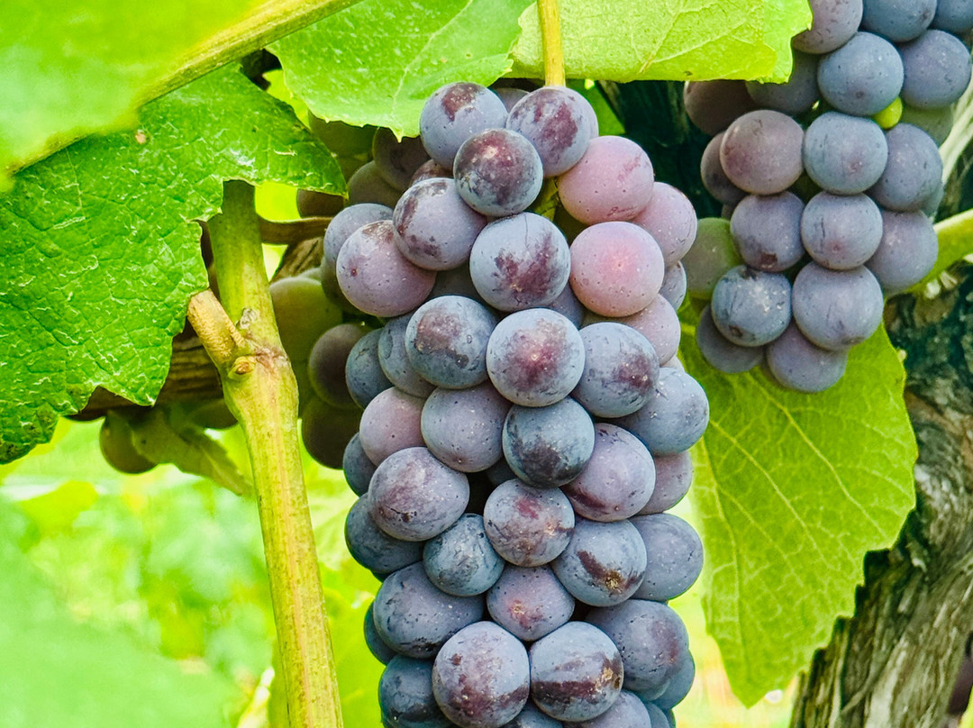 Two Sisters Vineyards-滨湖尼亚加拉必去景点