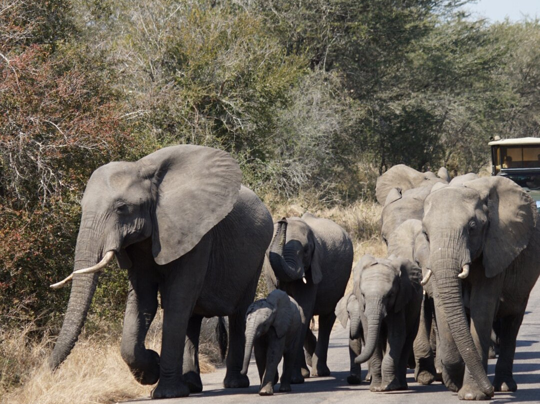 SAFARI, DRIVE & DIVE TOURS-Inhambane必去景点