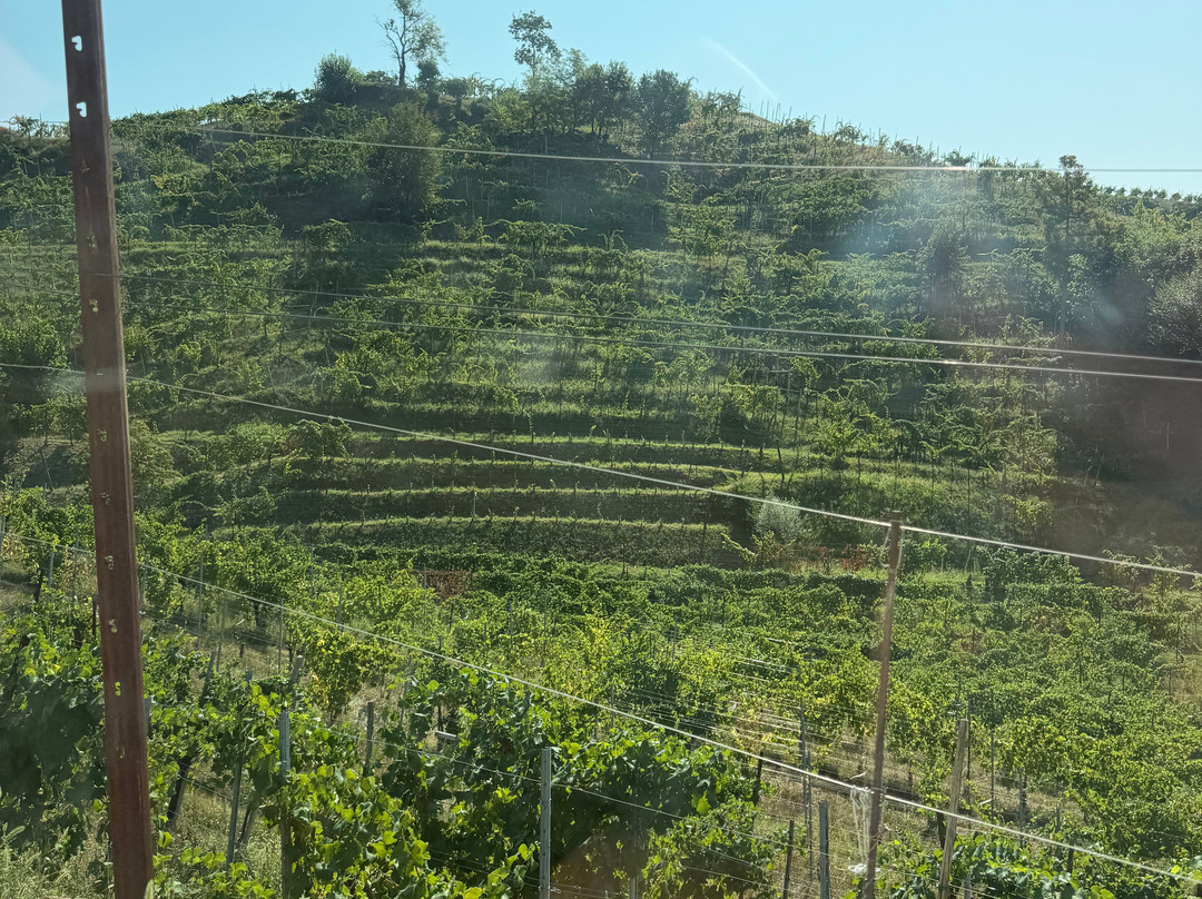 Col del lupo - Produzione e Degustazione Valdobbiadene Prosecco DOCG-Vidor必去景点