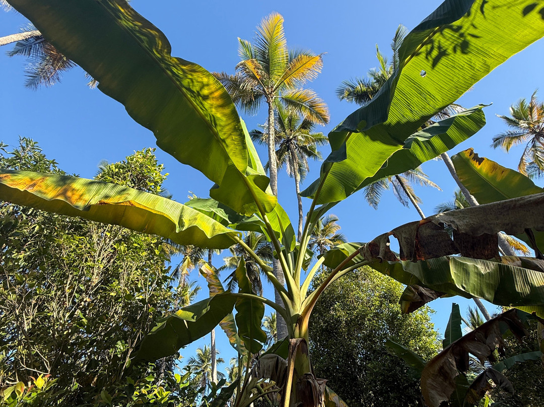 Village Green Spice farm-桑给巴尔岛必去景点