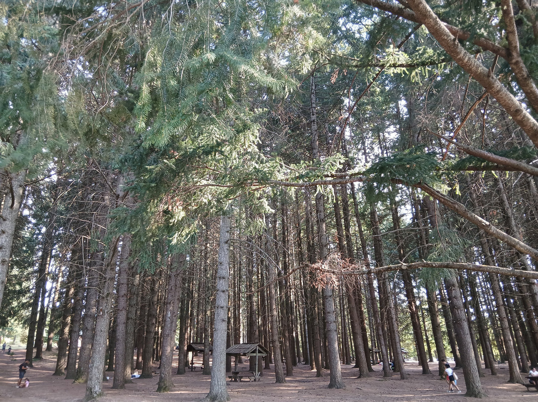 Lago Cecita-Spezzano della Sila必去景点