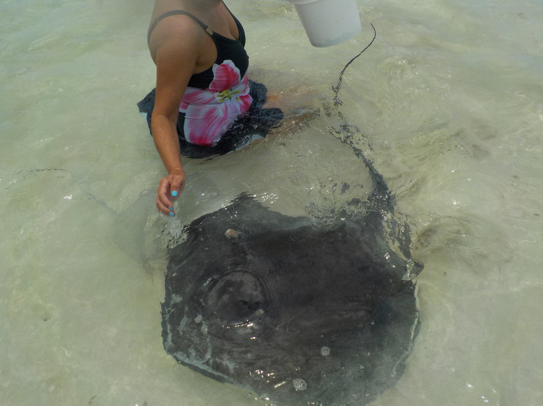 Spanish Wells SeaVentures Excursions | Harbour Island, Eleuthera, Bahamas Guide-Spanish Wells必去景点
