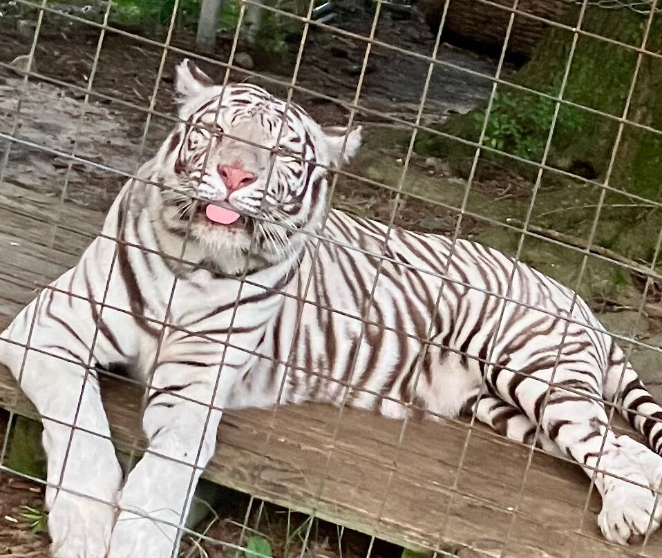 Animal Park NC-伯灵顿必去景点