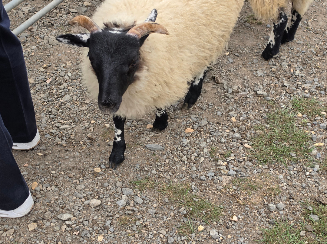 Sheep Smarts-Rathdrum必去景点
