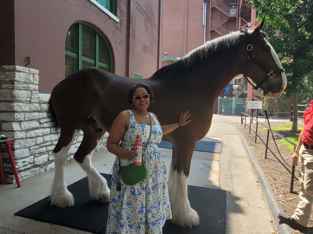 Budweiser Brewery Experience-圣路易斯必去景点