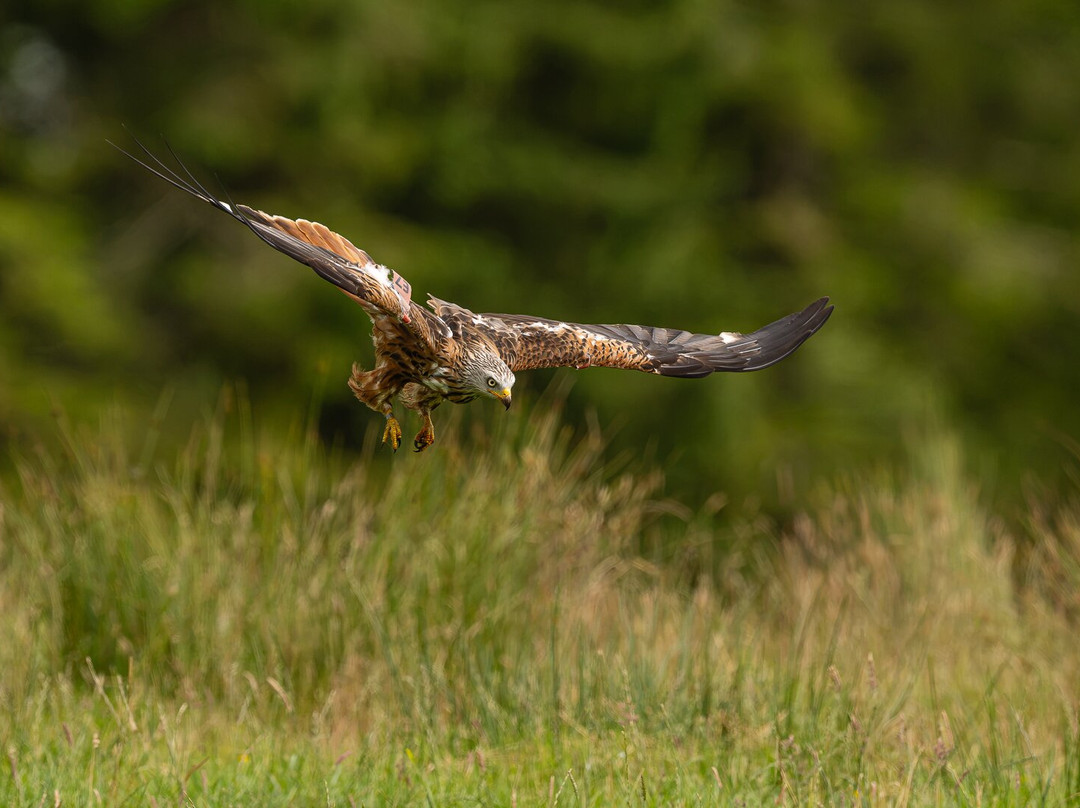 Argaty Red Kites-Doune必去景点
