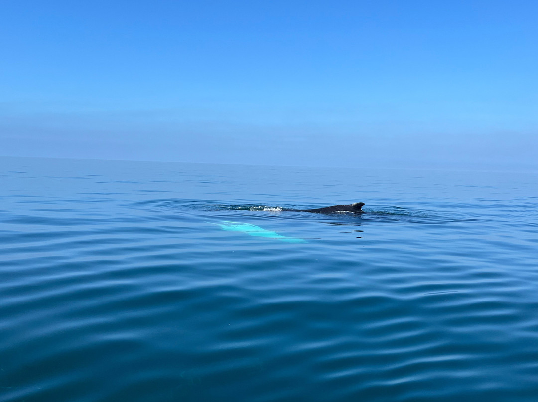 Freeport Whale & Seabird Tours-Freeport必去景点