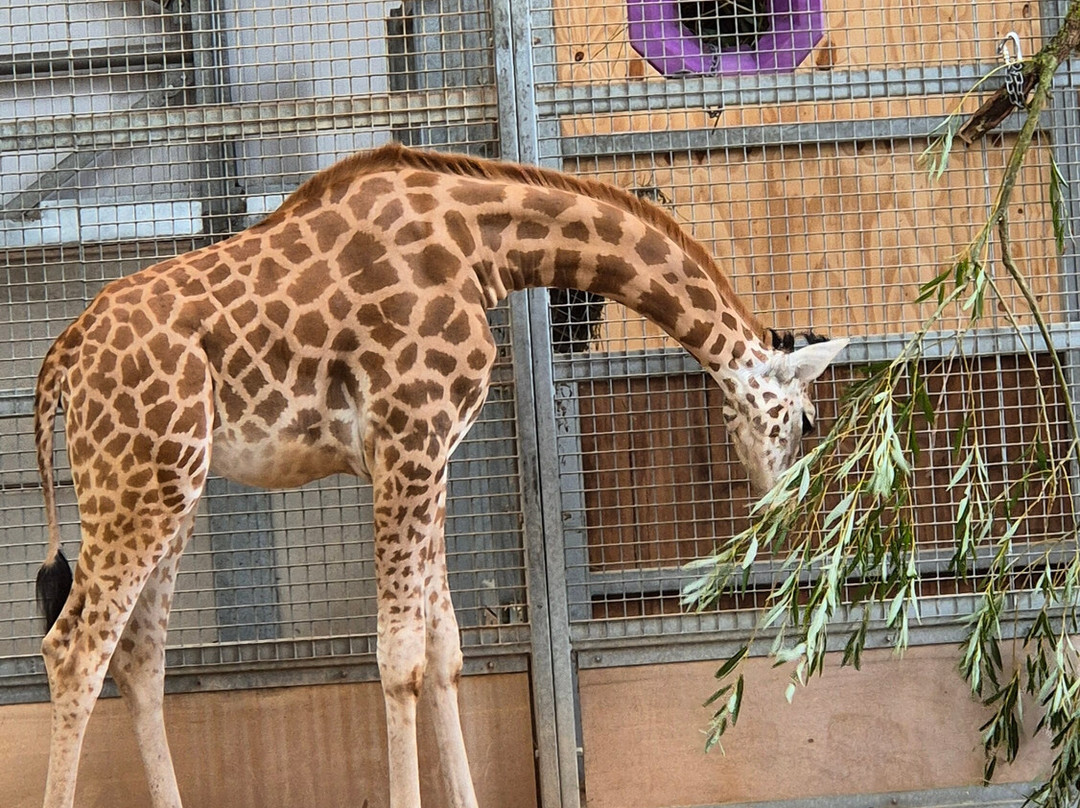 Twycross Zoo-Atherstone必去景点