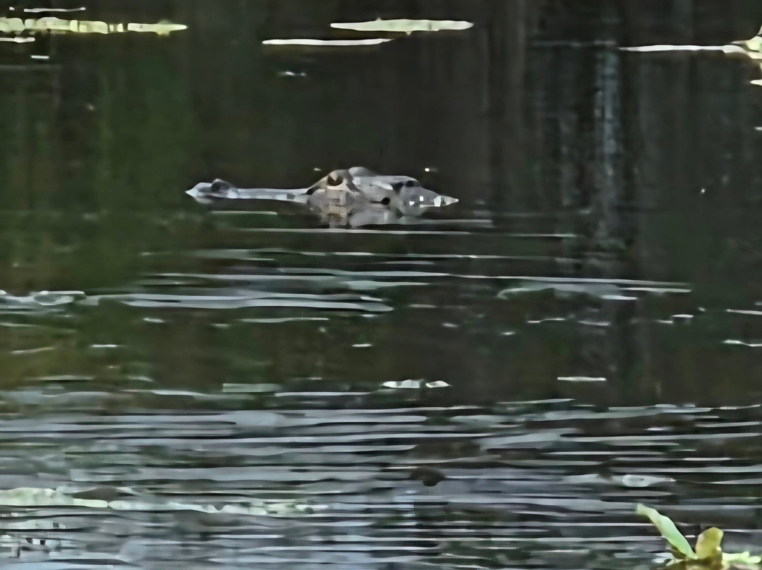 Tom and Jerry's Airboat Tours-Lake Panasoffkee必去景点