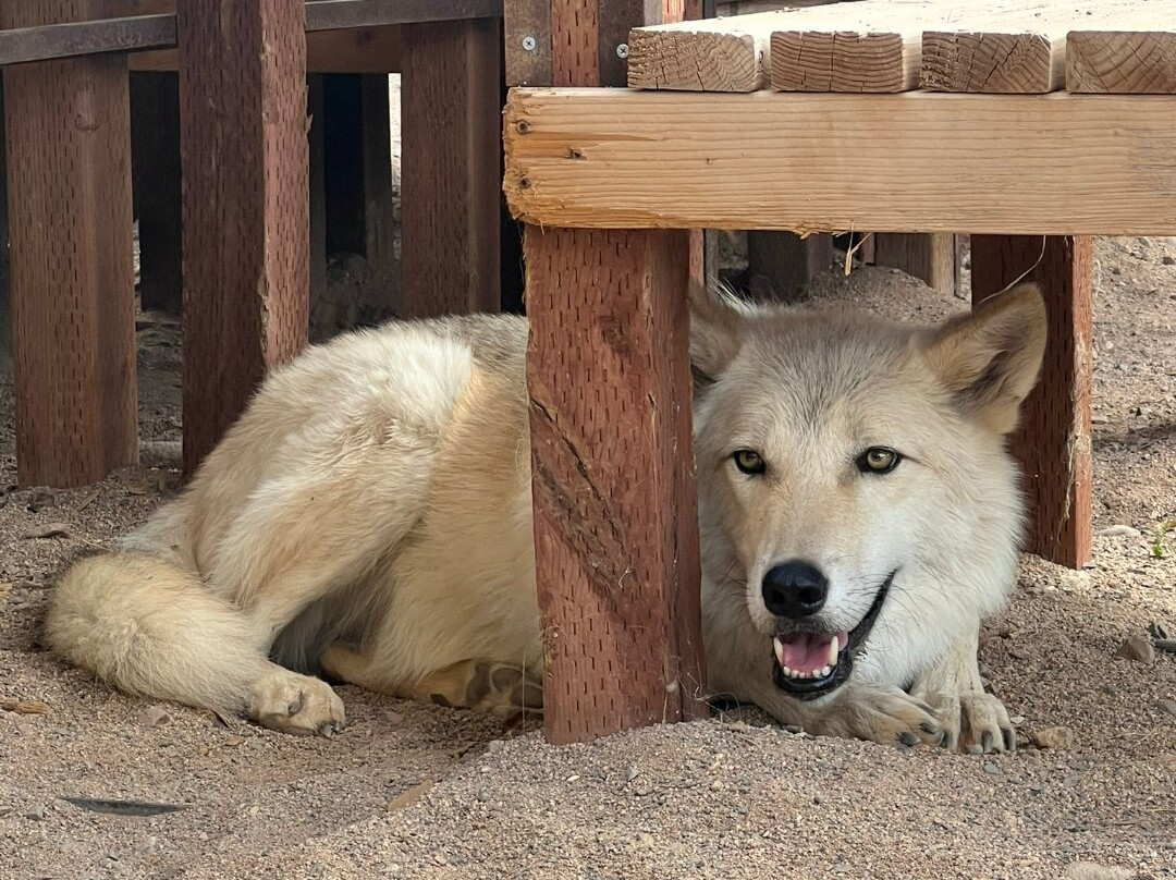 Sedona Wolf Sanctuary-Rimrock必去景点