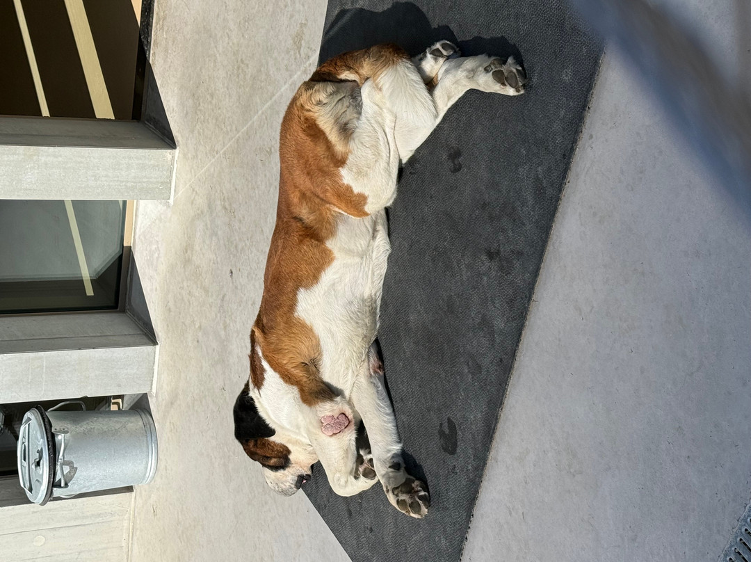 Barryland - Musée et chiens du St-Bernard-马蒂尼必去景点