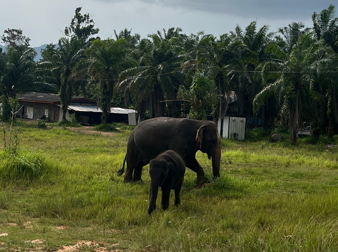 Following Giants - Krabi-Khlong Hin必去景点