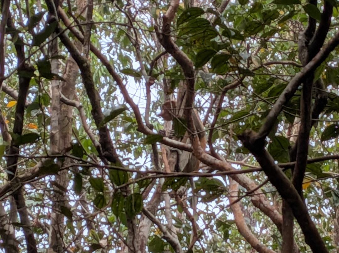 Dolphindo Tour Orangutan Tanjung Puting-Kumai必去景点