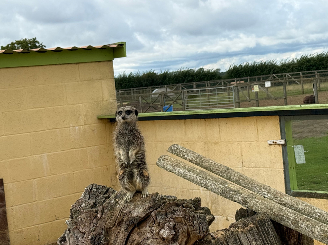 Oasis Camel Park-Halesworth必去景点