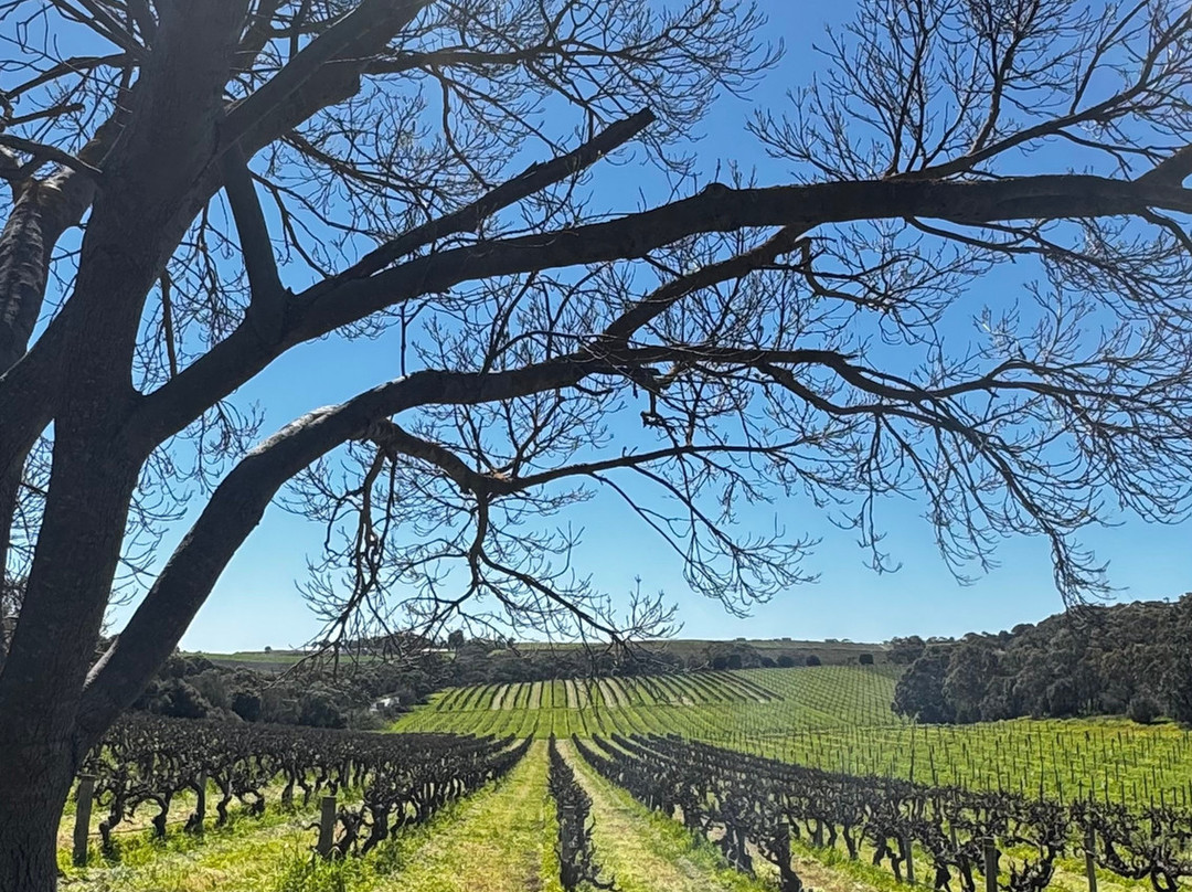 Zerella Wines-麦克拉伦谷必去景点