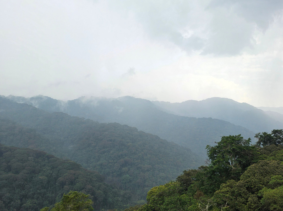Nyungwe Canopy Walk-Butare必去景点