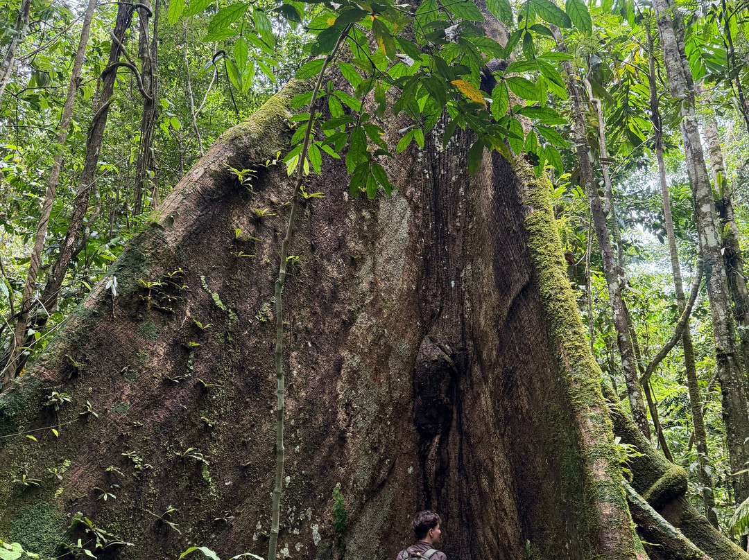 Parque Nacional del Yasuni - Fernando guia en la Amazonia-Coca必去景点