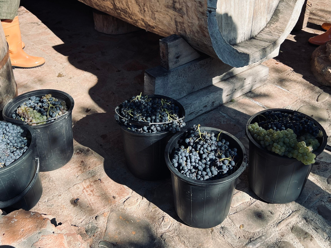 Shumi Winery-Tsinandali必去景点