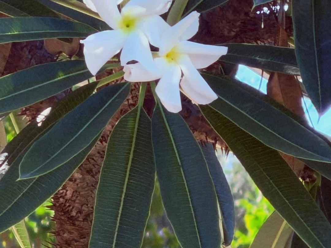 Gibraltar Botanic Gardens (The Alameda)-直布罗陀必去景点