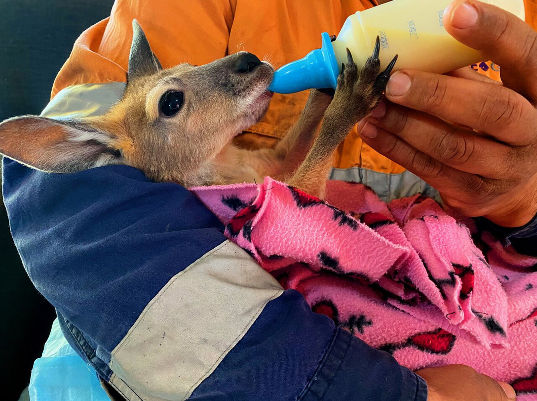 Lisa’s Kangaroo Retreat