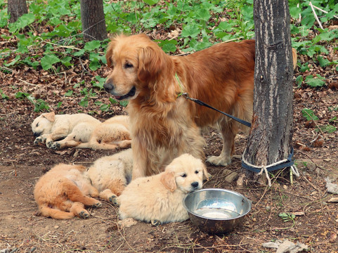 南相木村旅游景点-Yatsugatake Dog Farm