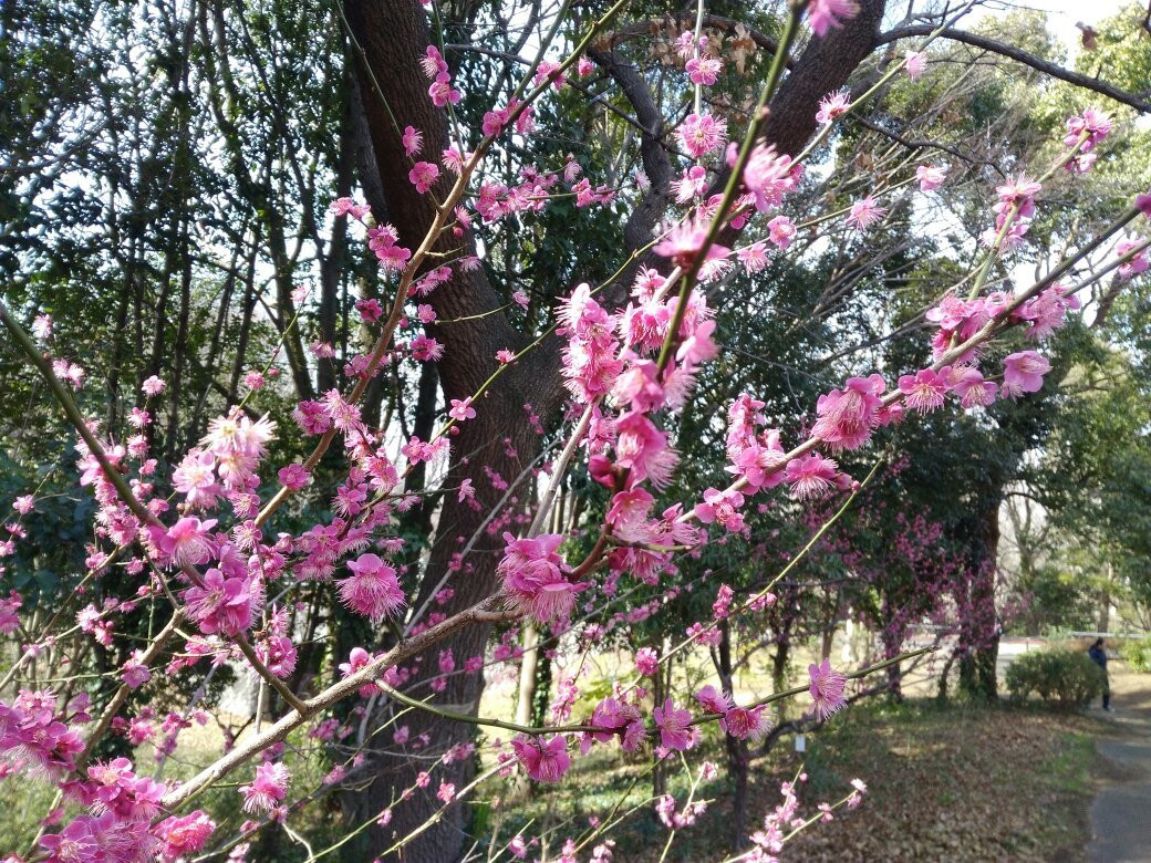 Aobanomori Park景点图片