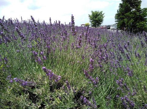Lavender Tsutsumi-久喜市必去景点
