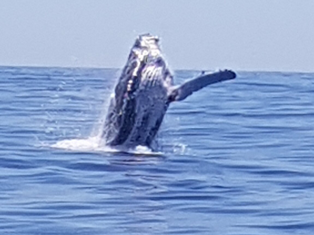 Whale Watching Yamba景点图片