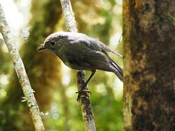 Oparara Kahurangi National Park Guided Tours景点图片