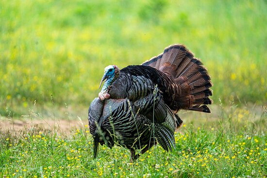 Spruce Photo Tours-汤森必去景点