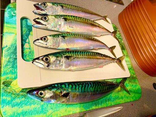 Diligence Mackerel Trips-梅瓦吉西必去景点