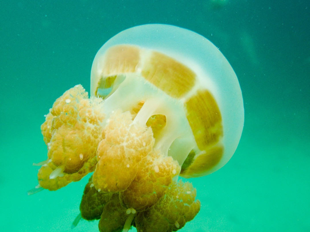 Sting-less Jellyfish Lake景点图片