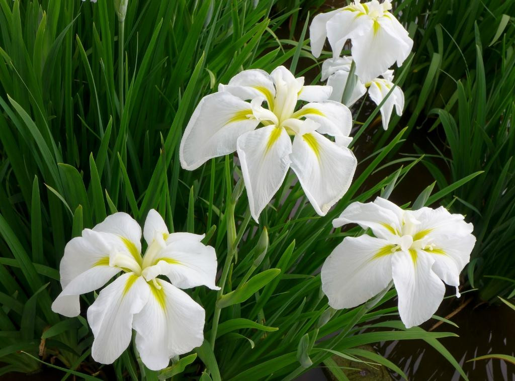 Higashimurayama Shobu Matsuri