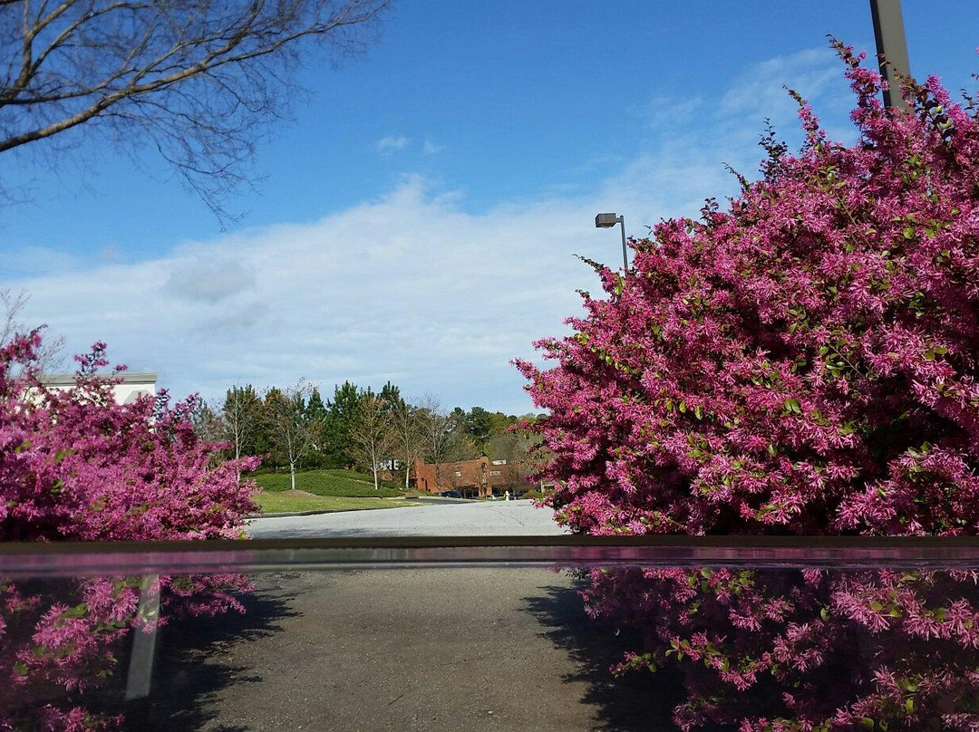 桃树市旅游攻略图片