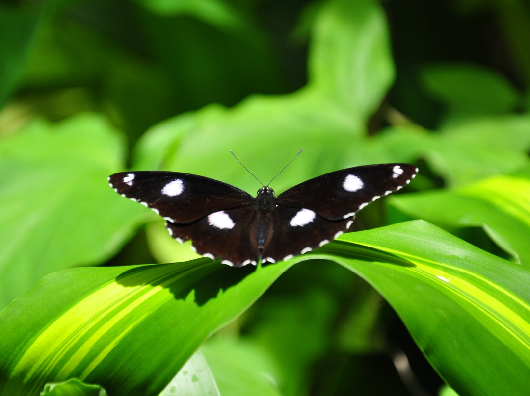 Australian Butterfly Sanctuary景点图片